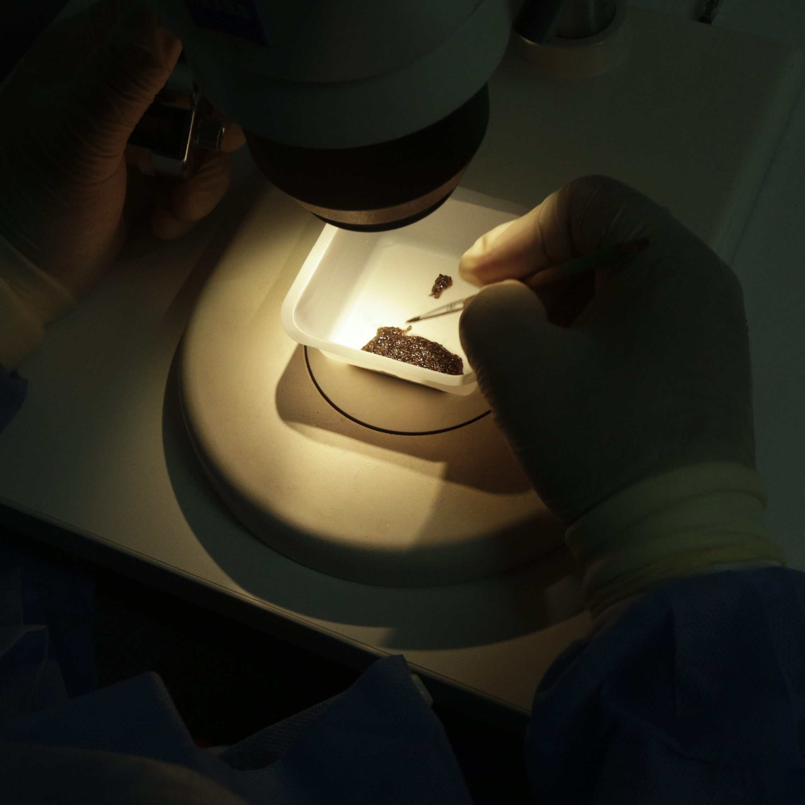 Biotechnológie nestratia svoju dynamiku ani v roku 2015