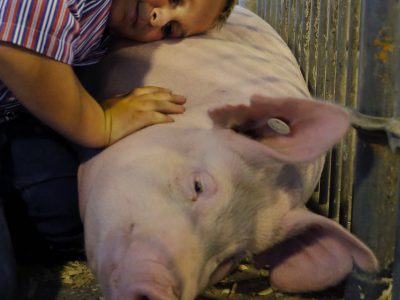 Úloha prasiat v ekonomike je dôležitejšia, než by ste očakávali