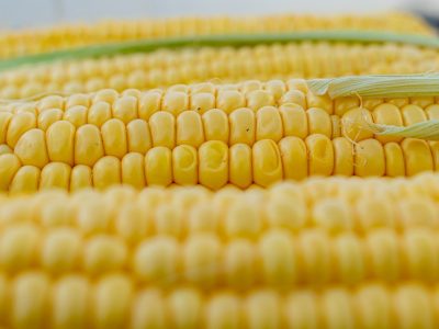 Rekordné horúčavy môžu znížiť úrodu kukurice na Ukrajine o 6 miliónov ton