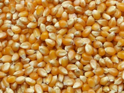 Eurokomisia povolila používanie geneticky modifikovanej kukurice ako krmiva pre zvieratá