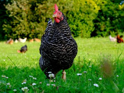 Ekologickej olivovníkovej farme na Cypre zlepšujú výnosy staré sliepky