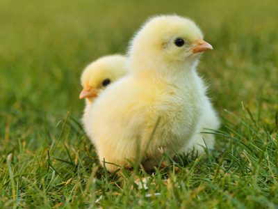 V českých Slavěticiach hrozil kvôli prerušenej dodávke prúdu úhyn 145 000 kurčiat z horúčavy