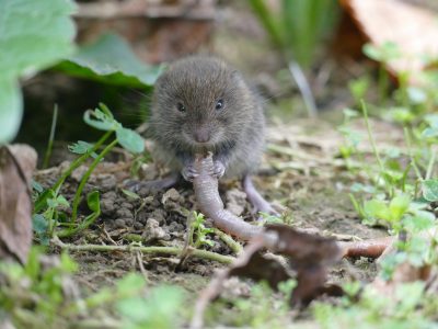 Hraboš poľný ničí poľnohospodárom úrodu, spôsobil miliónové škody