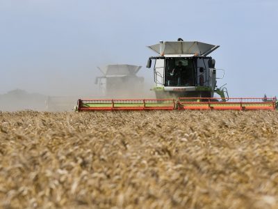 Slovensko čaká tento rok výrazný pokles úrody obilnín: Čo to urobí s cenami potravín?